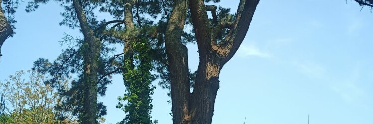 Notre réseau d'Éducateurs Grimpe d'Arbres